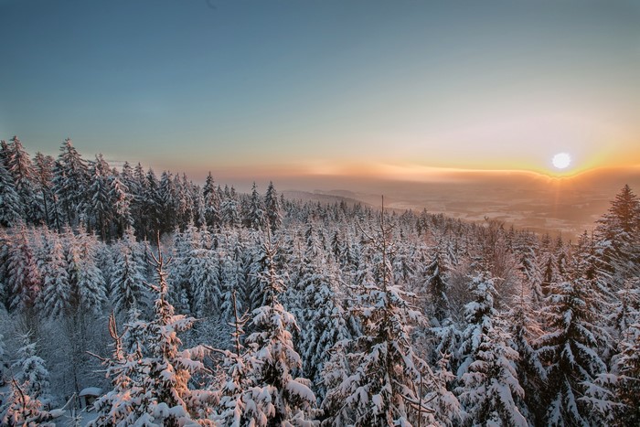 Snow-covered forest at sunrise