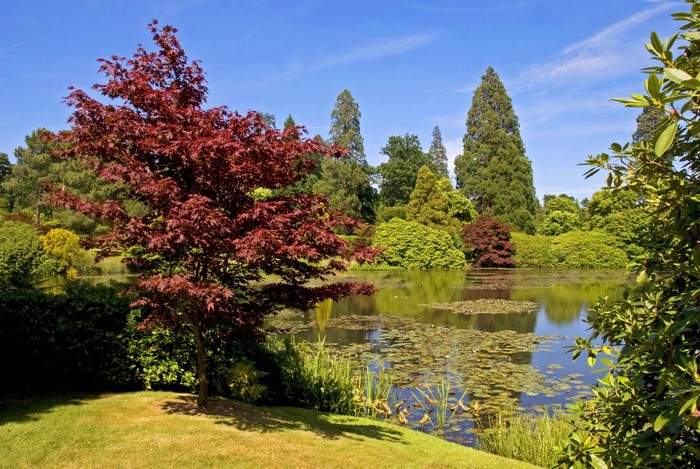 Japanese Maple tree by a pond in Sheffield, England
