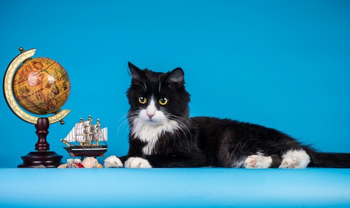 Black and white cat with globe and ship