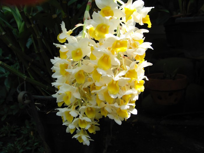 A cluster of white and yellow orchids