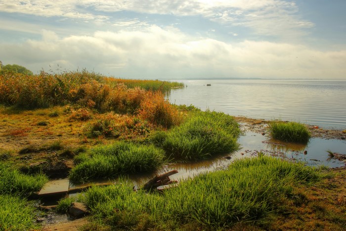 Russia, River Coast with Grass and Reeds