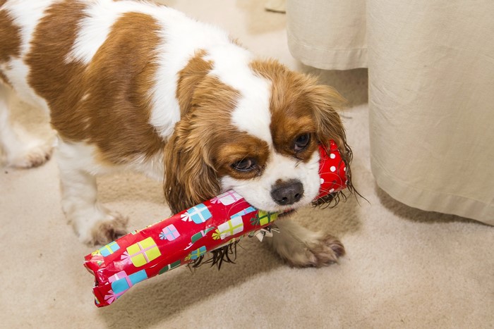 Cavalier King Charles Spaniel with a gift
