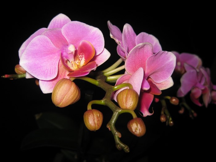 Pink orchids with buds on a dark background