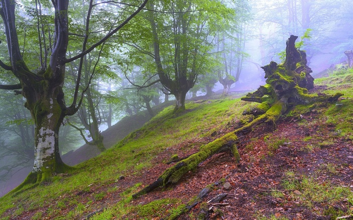 Misty forest with moss-covered trees and fallen logs