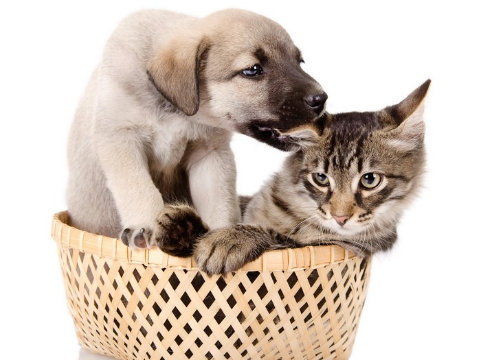 Puppy and kitten in a wicker basket