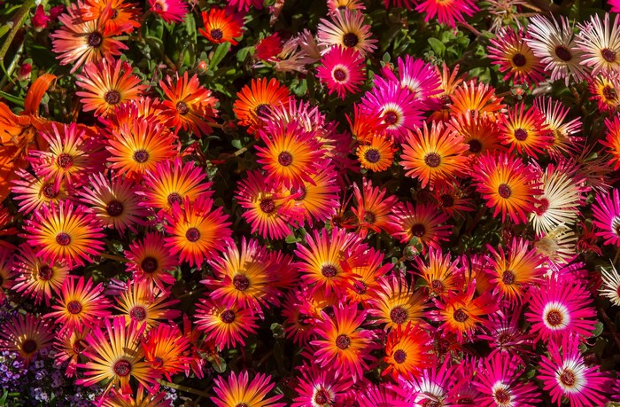 Many colorful Mesembryanthemum flowers