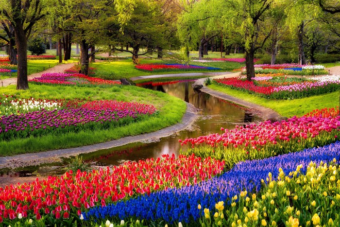 Colorful tulips blooming in a park with a stream in Yoyogi, Tokyo