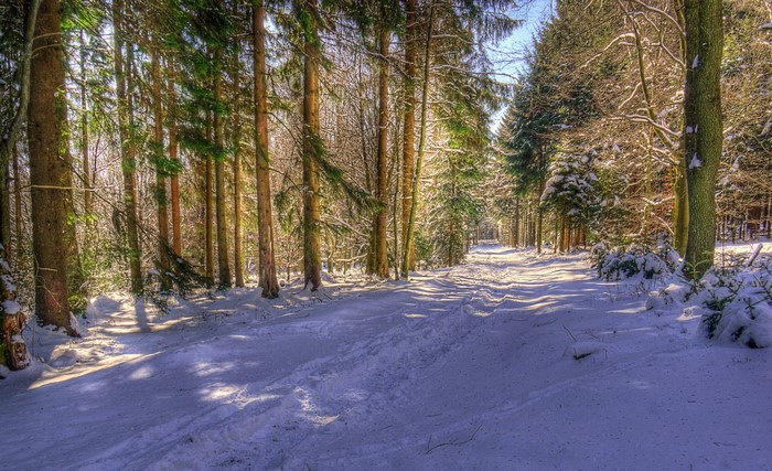 Snowy forest path with tall trees
