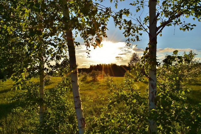 Sunset over a grassy field with birch trees