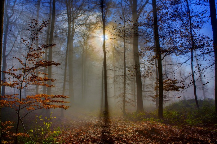 Sunlight filtering through a foggy forest in Germany