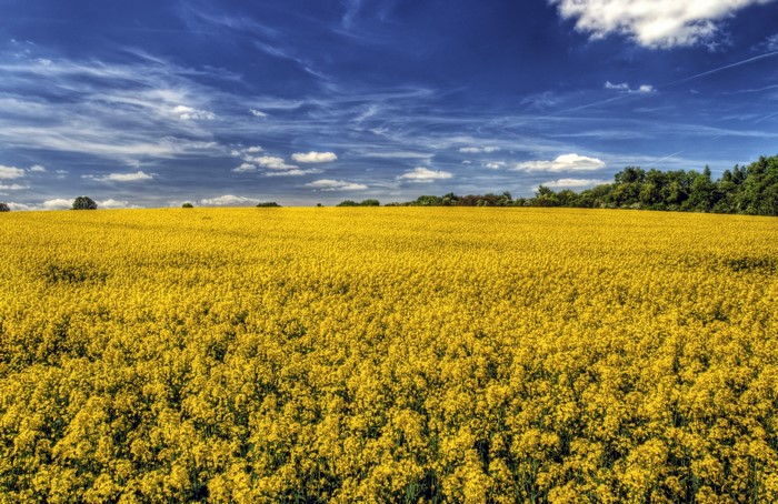Field of yellow rapeseed flowers under a blue sky