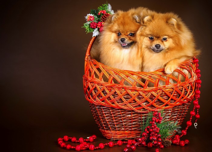 Two Pomeranian dogs in a wicker basket with Christmas decorations