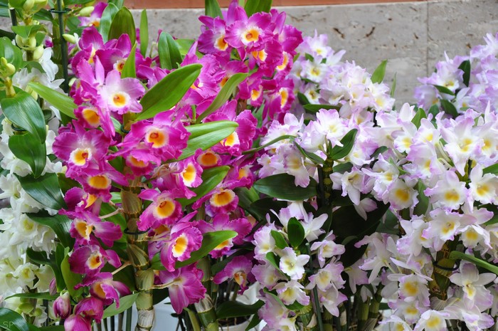 Pink and white orchids in bloom