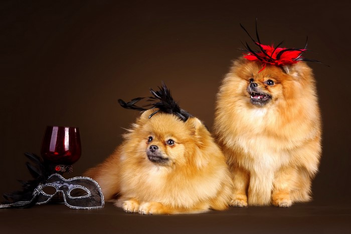 Two Pomeranian dogs with masks and hats