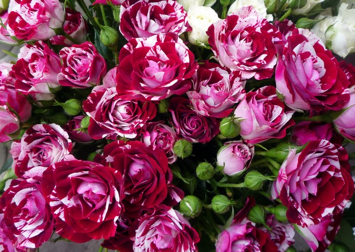 A bouquet of bi-colored roses with buds