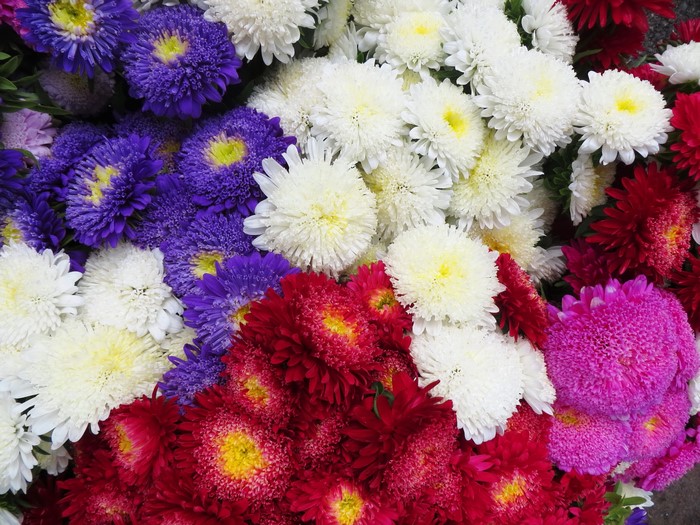 A colorful bouquet of asters