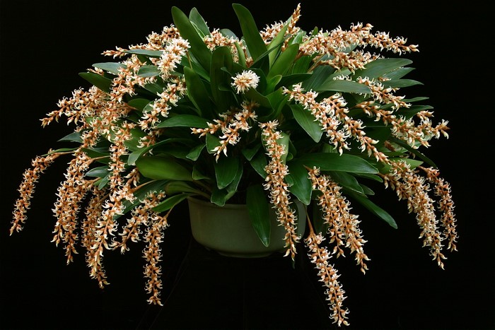 Dendrochilum cootesii orchid plant