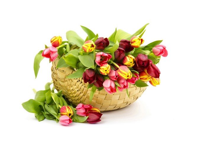 Bouquet of Tulips in a Wicker Basket