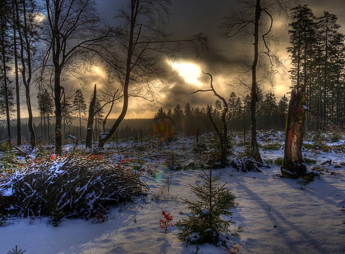 Winter forest with snow and dramatic sky