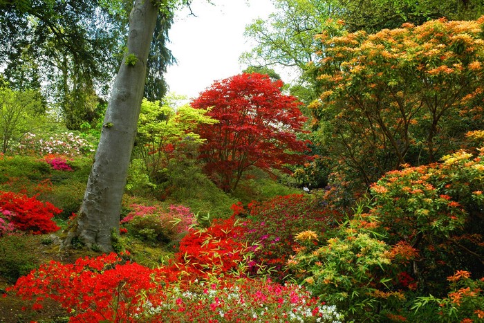 Exbury Gardens with Rhododendrons and Trees