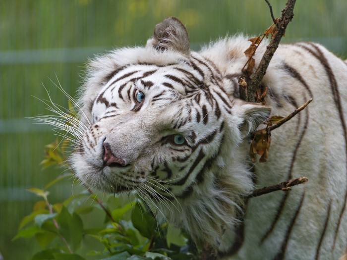White tiger with blue eyes looking sideways