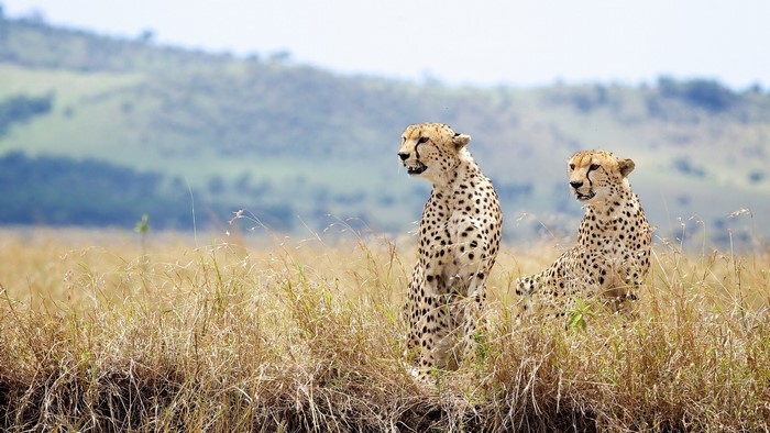Two cheetahs in a grassy savanna landscape