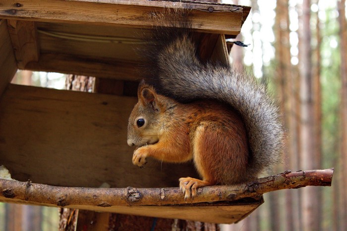 Squirrel in a wooden feeder