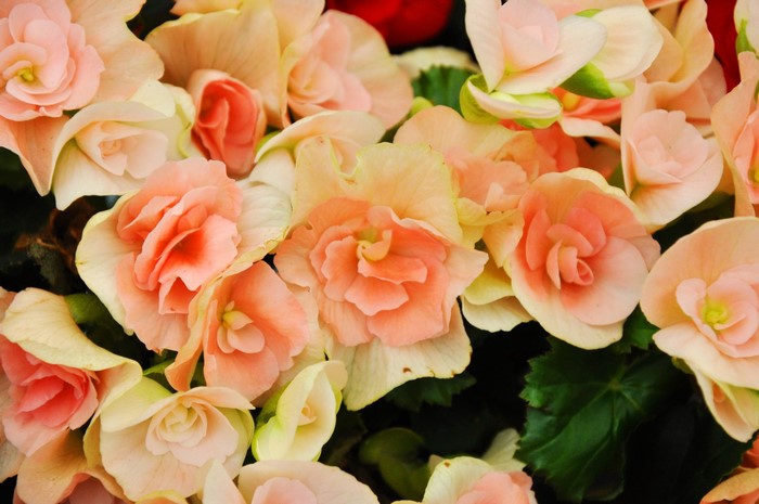 Many pink and peach begonias