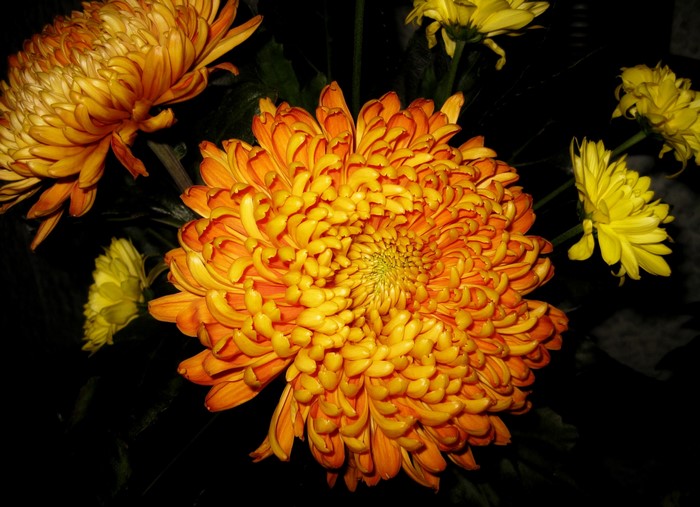 Orange and yellow chrysanthemums close-up