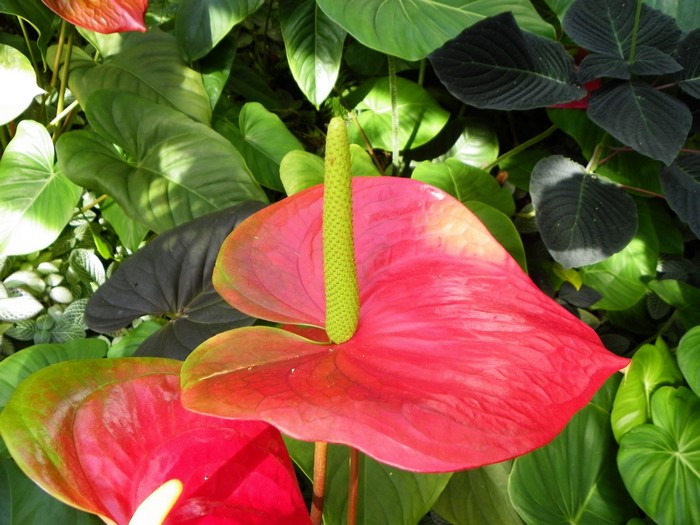 Anthurium flower with green spadix and leaves