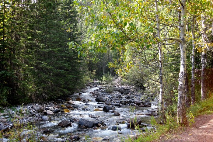 Stream flowing through a forest in Alberta, Canada