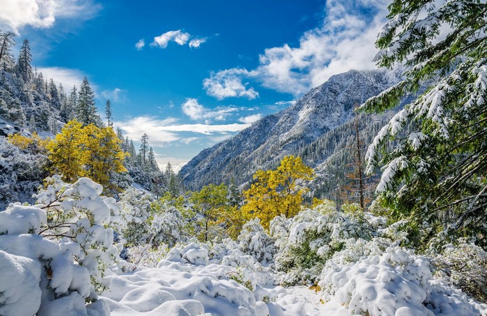 Snow-covered mountains and trees in a valley