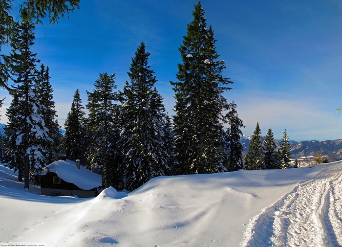 Snowy cabin and pine trees in Bad Reichenhall, Germany