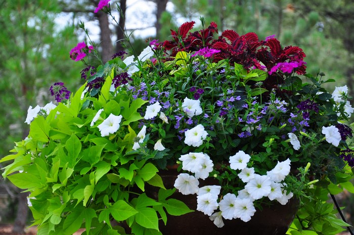 Colorful hanging flower basket with petunias and coleus