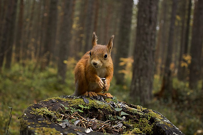 Squirrel on a mossy tree stump in a forest