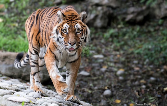 Tiger walking on a rocky shore
