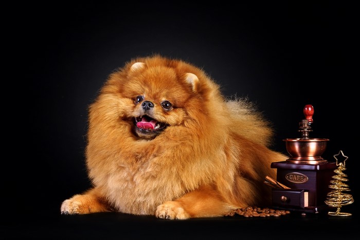 Ginger Pomeranian dog with coffee grinder and Christmas tree