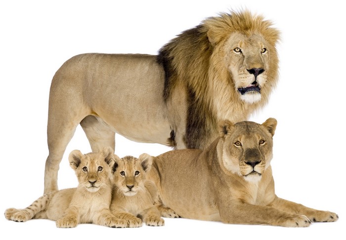 Male lion, lioness, and two cubs