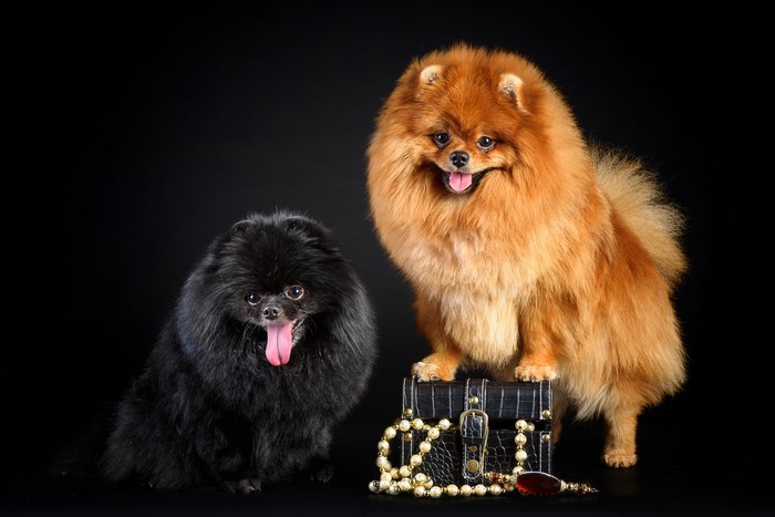Two Pomeranian dogs, one black and one ginger, with a treasure chest and pearls