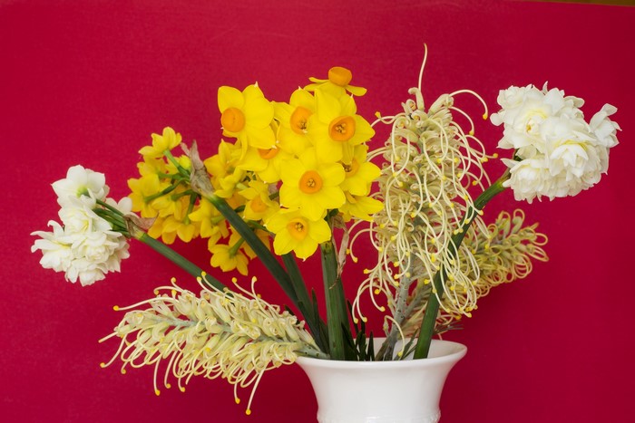 Yellow daffodils and white flowers in a vase