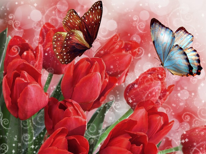Red Tulips and Butterflies
