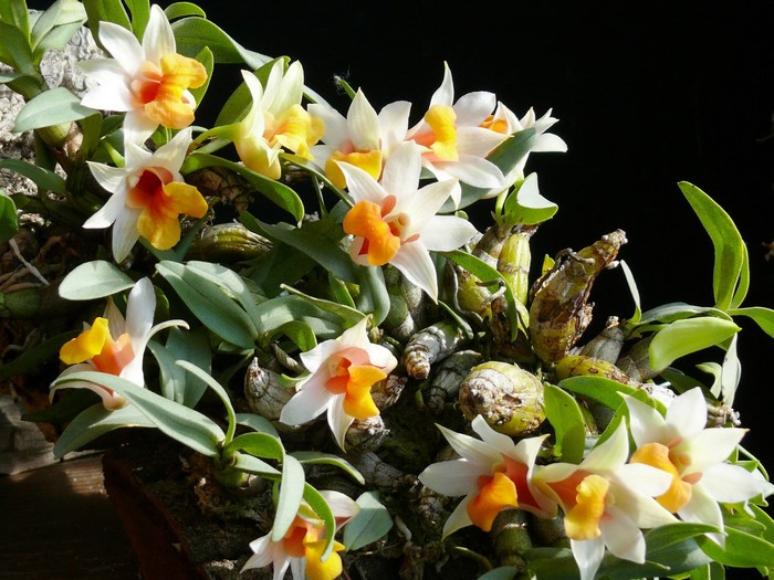 Close-up of white and orange orchids