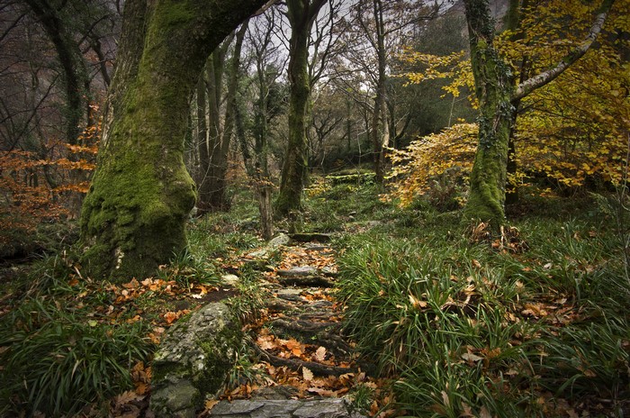 Stone steps leading through a mossy forest in autumn