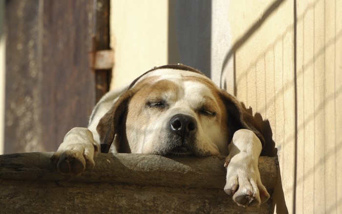Dog sleeping on a ledge