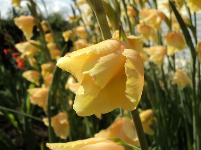 Yellow Gladioluses in a Garden