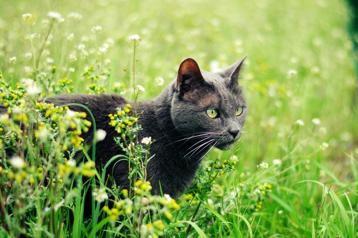 A grey cat in a field of flowers