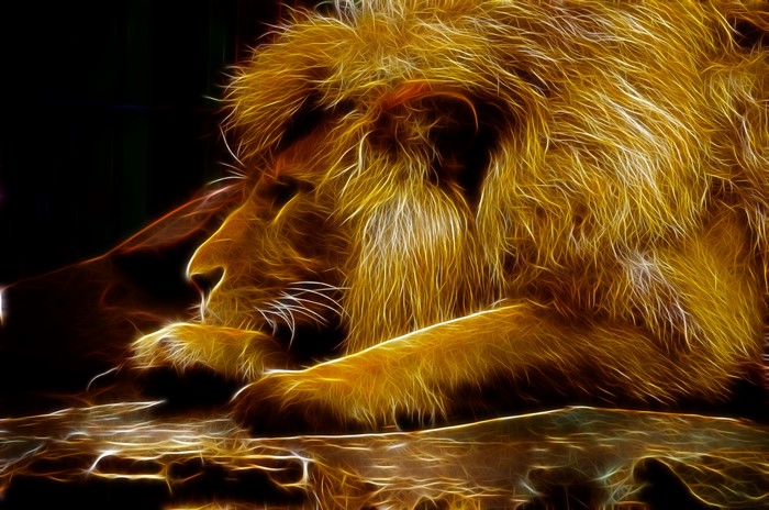 4K Lion with Golden Mane