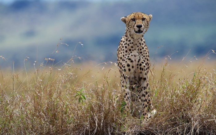 Cheetah sitting in tall grass in the savanna