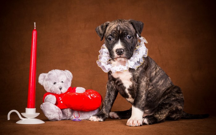 Brindle Pitbull puppy with teddy bear and candle