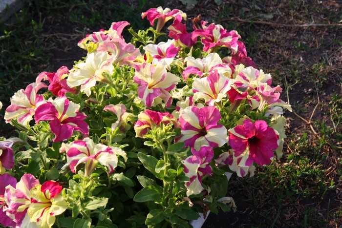 A cluster of pink and white petunias in a garden